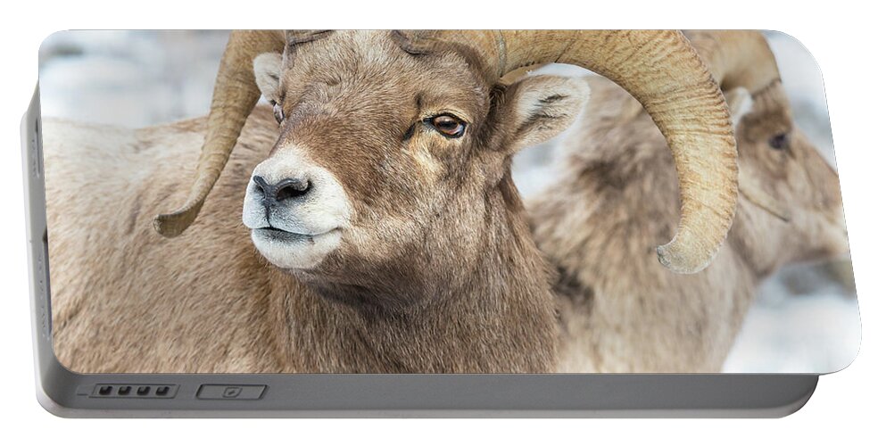 Big-horn Sheep Portable Battery Charger featuring the photograph Big-Horn Competition by Yeates Photography