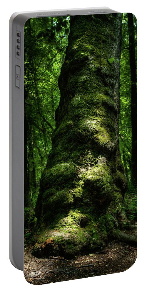 Maryland Portable Battery Charger featuring the photograph Big Moody Tree in Forest by Dennis Dame