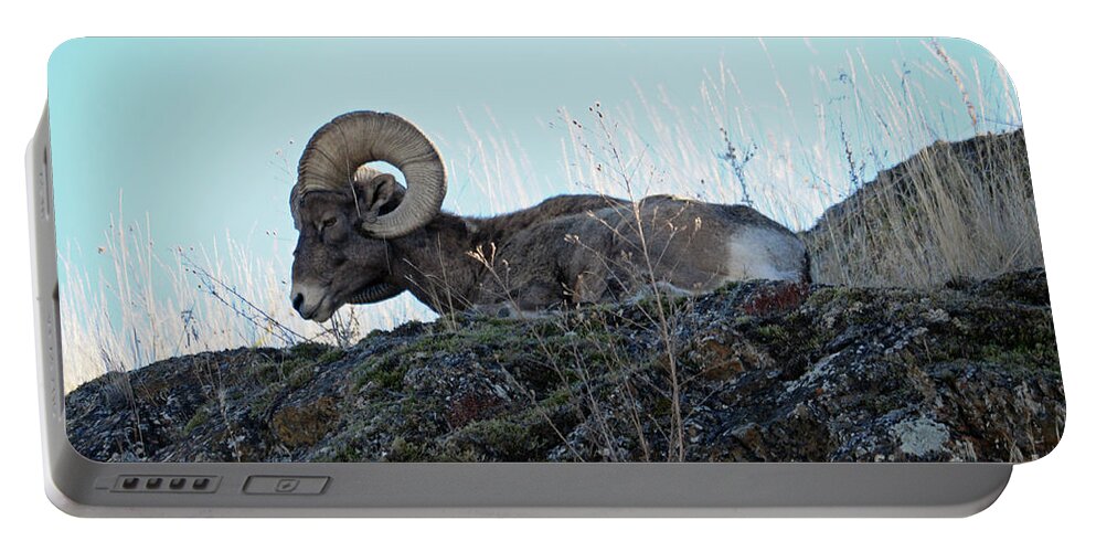 Bighorn Portable Battery Charger featuring the photograph Bighorn Sheep by Cindy Murphy - NightVisions