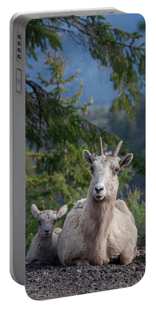Mark Miller Photos Portable Battery Charger featuring the photograph Bighorn Sheep Family by Mark Miller