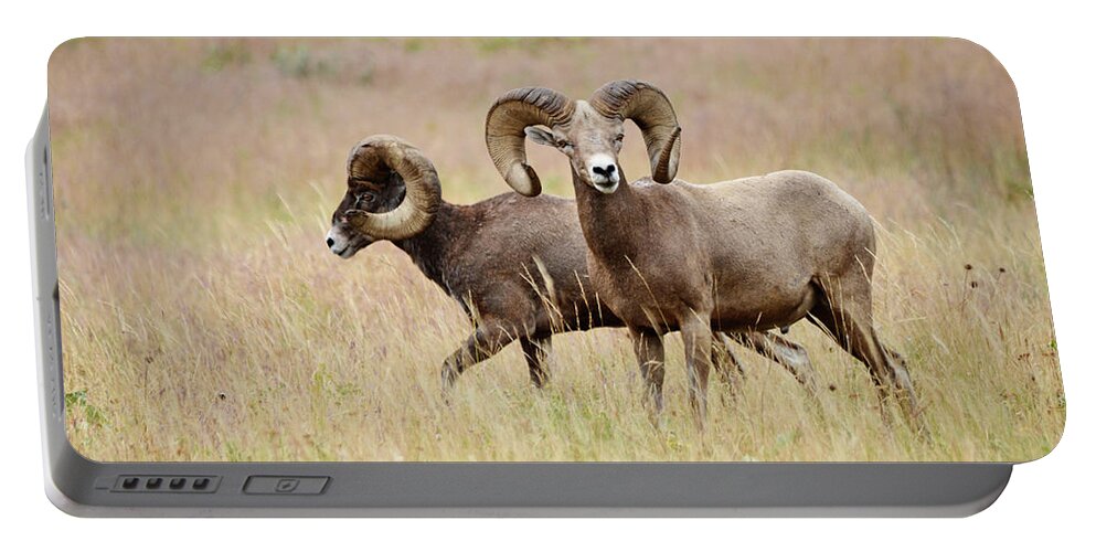 Bighorn Portable Battery Charger featuring the photograph Bighorns by Whispering Peaks Photography