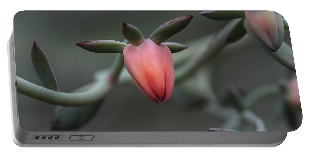 Succulent Portable Battery Charger featuring the photograph Bijou by Connie Handscomb
