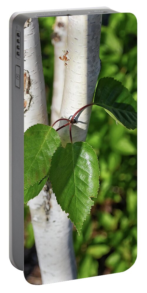 Tree Portable Battery Charger featuring the photograph Birch by Kuni Photography