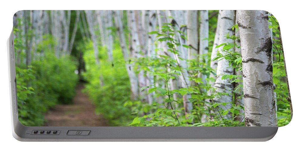 Birch Portable Battery Charger featuring the photograph Birch Spring Focus by White Mountain Images