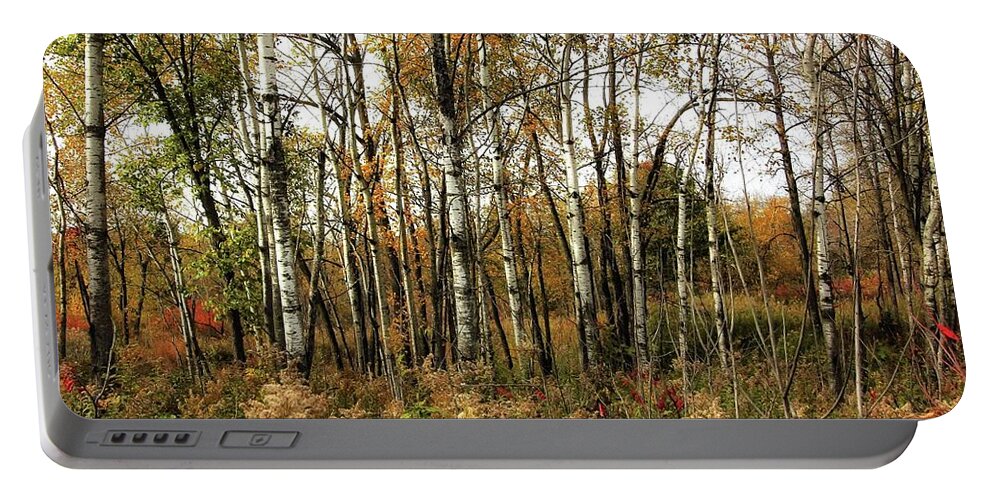 Birch Portable Battery Charger featuring the photograph Birch Trees in Autumn by Jimmy Ostgard