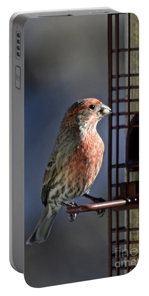  Portable Battery Charger featuring the photograph Bird Feeding in the Afternoon Sun by Cindy Schneider