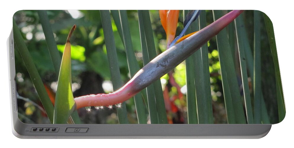 Flower Portable Battery Charger featuring the photograph Bird of Paradise Dripping by David Bader
