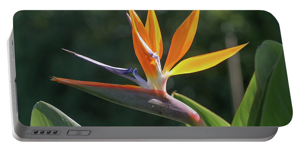 Ronnie Maum Portable Battery Charger featuring the photograph Bird of Paradise by Ronnie Maum