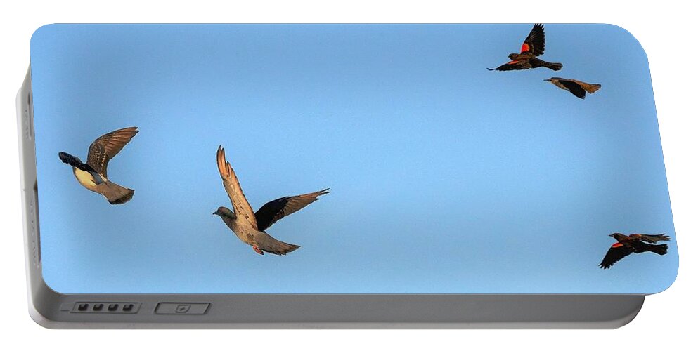 Bird Portable Battery Charger featuring the photograph Birds in Flight by Kim Bemis