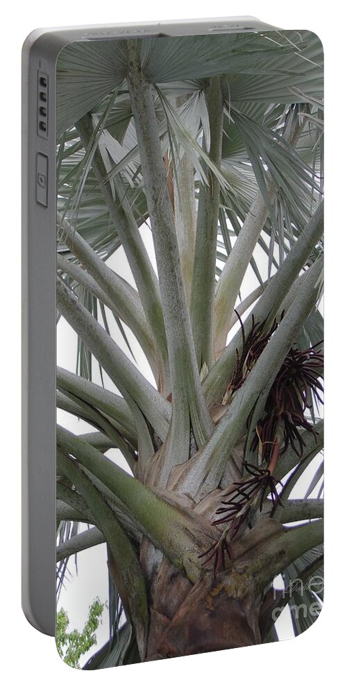 Palm Tree Portable Battery Charger featuring the photograph Bismark Palm by Dodie Ulery