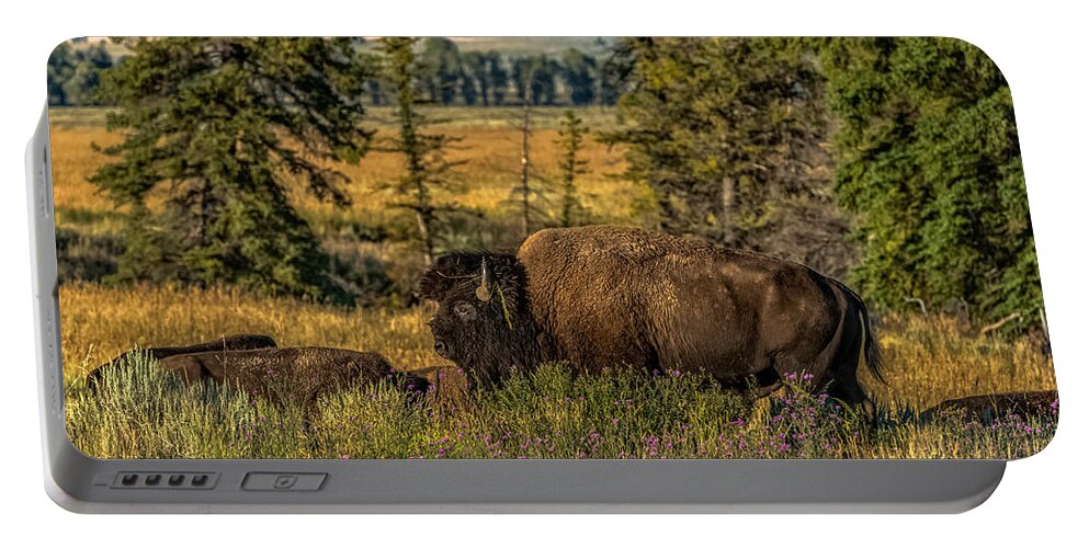 Bison Portable Battery Charger featuring the photograph Bison Bull Herding Cows by Yeates Photography