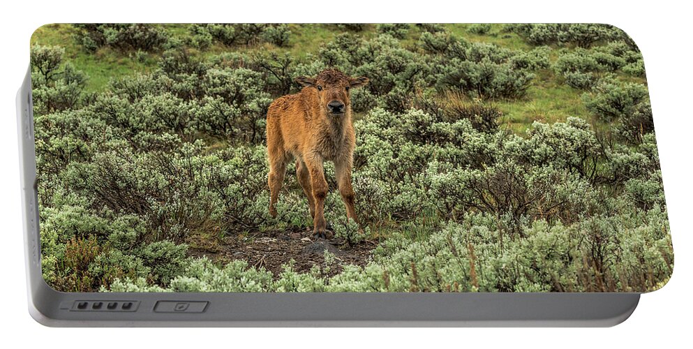 Bison Portable Battery Charger featuring the photograph Bison Calf In Spring Rain by Yeates Photography