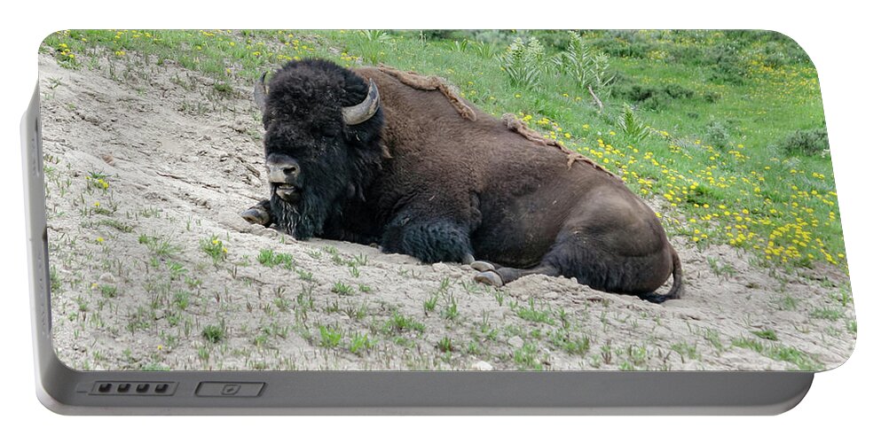 Bison Portable Battery Charger featuring the photograph Bison on a Meadow by Aashish Vaidya