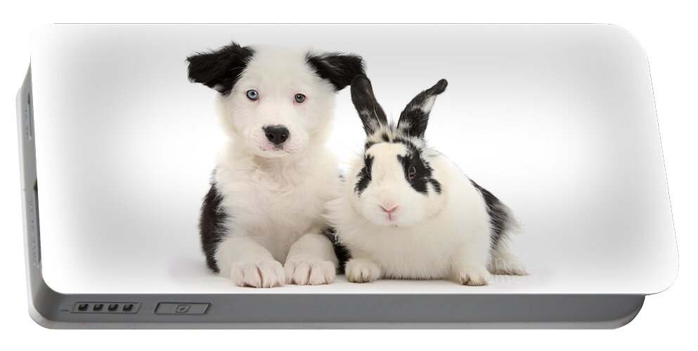 Border Collie Portable Battery Charger featuring the photograph Black and White Bandits by Warren Photographic