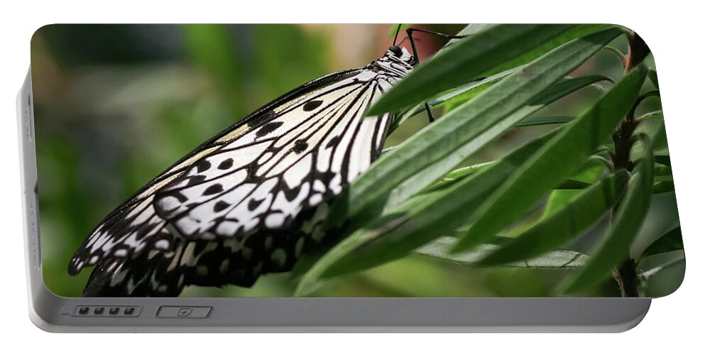 Idea Leuconoe Portable Battery Charger featuring the photograph Black and White Butterfly - by Julie Weber
