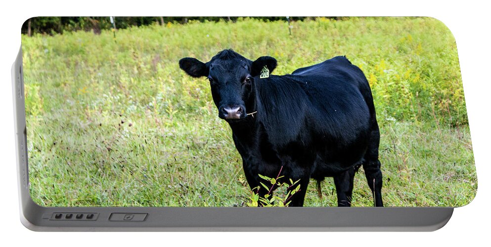 Angus Portable Battery Charger featuring the photograph Black Angus Steer by Kevin Gladwell