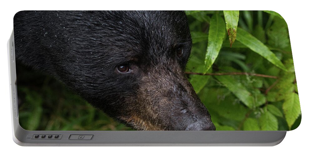 Bear Portable Battery Charger featuring the photograph Black Bear by David Kirby