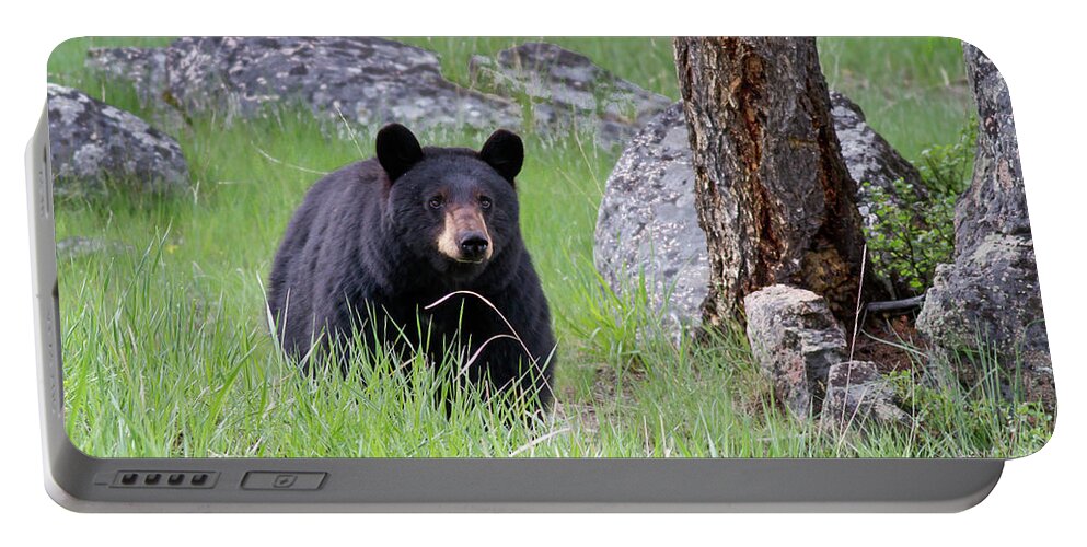 Mark Miller Photos Portable Battery Charger featuring the photograph Black Bear in green grassy Meadow at attention looking forward by Mark Miller