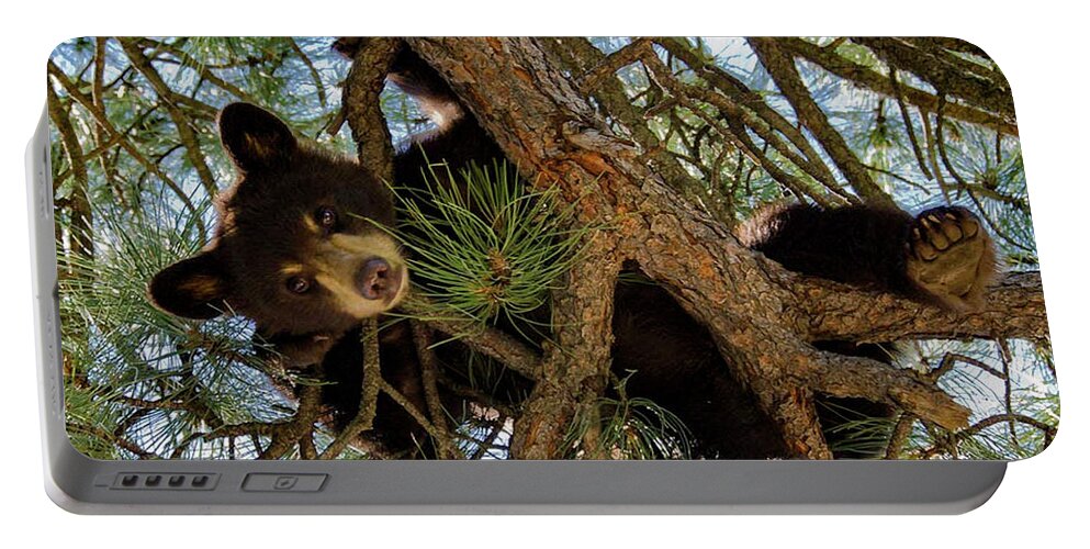 Black Bear Portable Battery Charger featuring the photograph Black Bear by Ron White