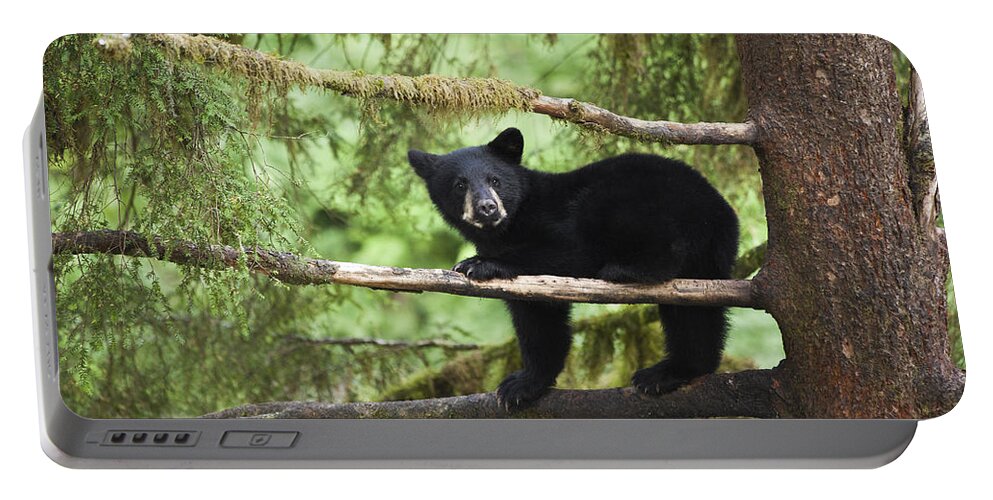 Mp Portable Battery Charger featuring the photograph Black Bear Ursus Americanus Cub In Tree by Matthias Breiter