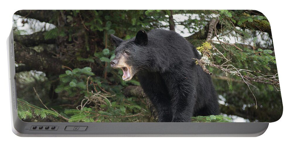 Black Bear Portable Battery Charger featuring the photograph Black Bear Yawn by David Kirby