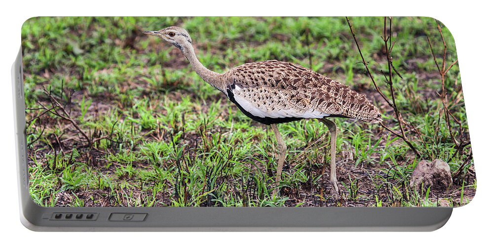 Black-bellied Bustard Bird Walking Portable Battery Charger featuring the photograph Black-bellied Bustard by Sally Weigand