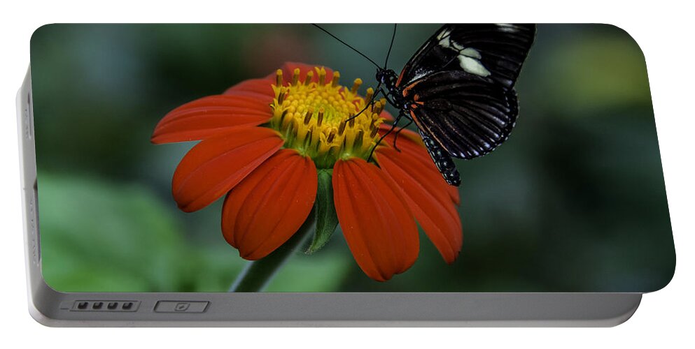 Black Portable Battery Charger featuring the photograph Black Butterfly on Orange Flower by WAZgriffin Digital