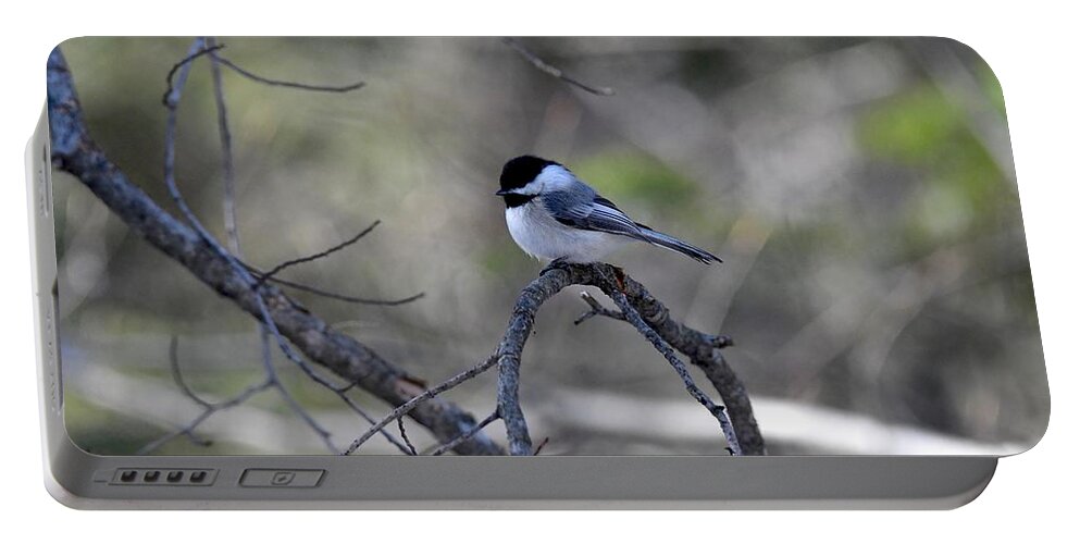Bird Portable Battery Charger featuring the photograph Black Capped Chickadee 422 by Michael Peychich