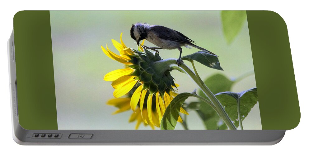 Nature Portable Battery Charger featuring the photograph Black-Capped Chickadee on Sunflower by Sheila Brown