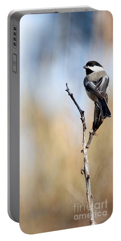 Black-capped Chickadee Portable Battery Charger featuring the photograph Black-capped Chickadee by Shevin Childers
