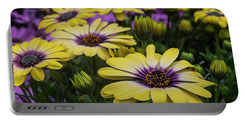 Black Eyed Susan Portable Battery Charger featuring the photograph Black Eyed Susan flowers-2215 by Steve Somerville