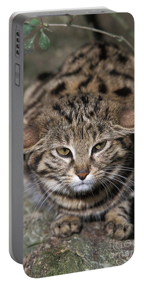 Adult Portable Battery Charger featuring the photograph Black-footed Cat Felis Nigripes by Gerard Lacz