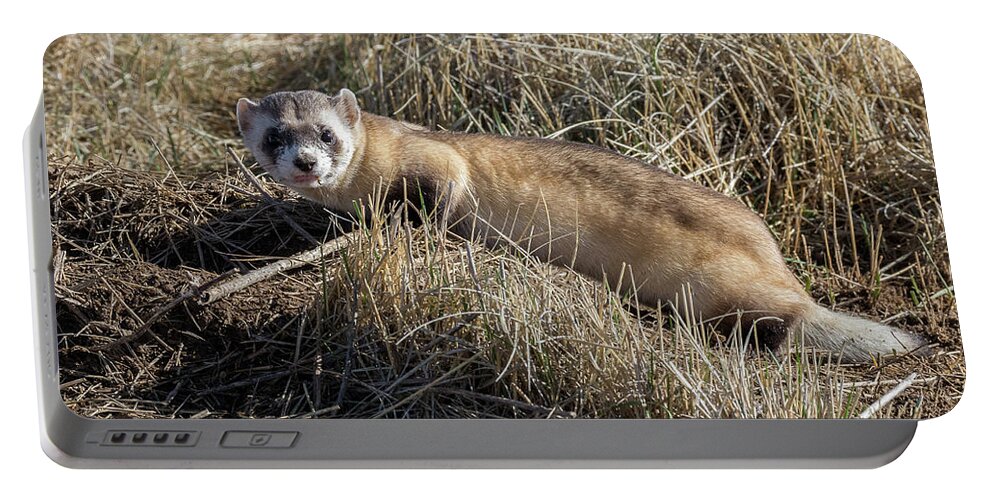 Ferret Portable Battery Charger featuring the photograph Black-footed Ferret On the Prowl by Tony Hake