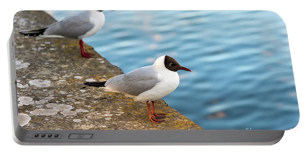 Bird Portable Battery Charger featuring the photograph Black Headed Seagulls by Antony McAulay