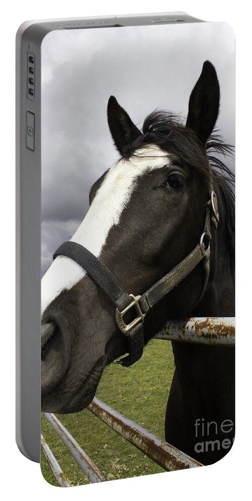 Black Horse With White Muzzle Portable Battery Charger featuring the photograph Black horse by Donna L Munro