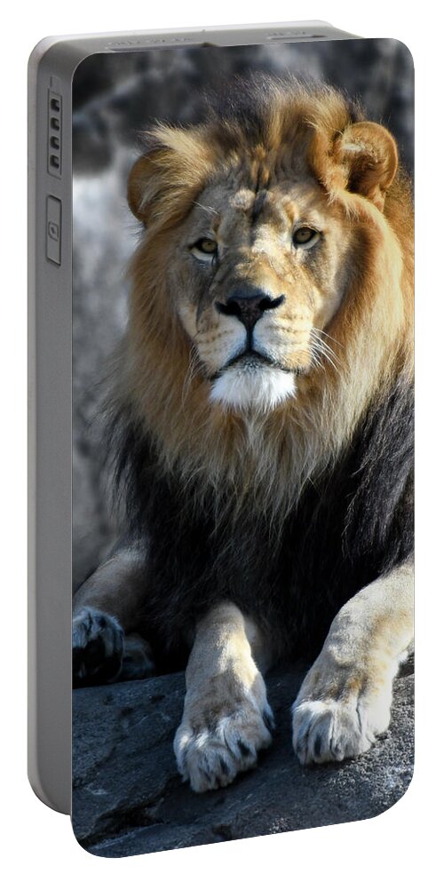 Africa Portable Battery Charger featuring the photograph Black Maned Lion 383 by David Drew