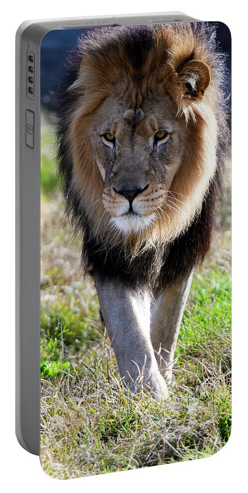 Africa Portable Battery Charger featuring the photograph Black Maned Lion Walking by David Drew