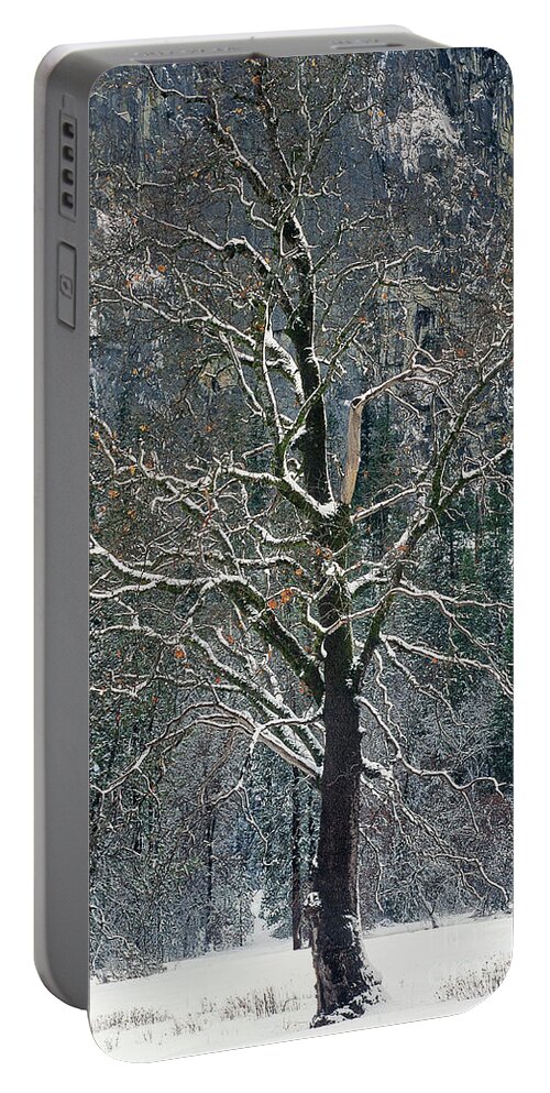 Black Oak Portable Battery Charger featuring the photograph Black Oak Quercus Kelloggii With Dusting Of Snow by Dave Welling