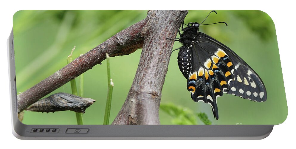 Black Swallowtail Portable Battery Charger featuring the photograph Black Swallowtail and Chrysalis by Robert E Alter Reflections of Infinity