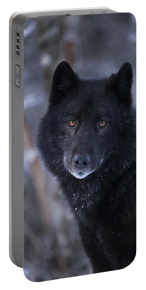 Adult Portable Battery Charger featuring the photograph Black Wolf Portrait by John Hyde - Printscapes