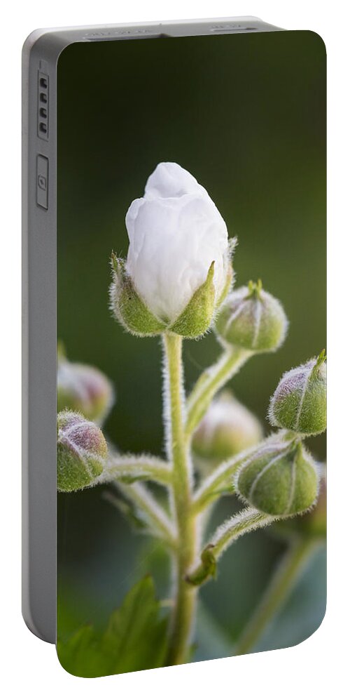 3scape Portable Battery Charger featuring the photograph Blackberry Blossoms by Adam Romanowicz