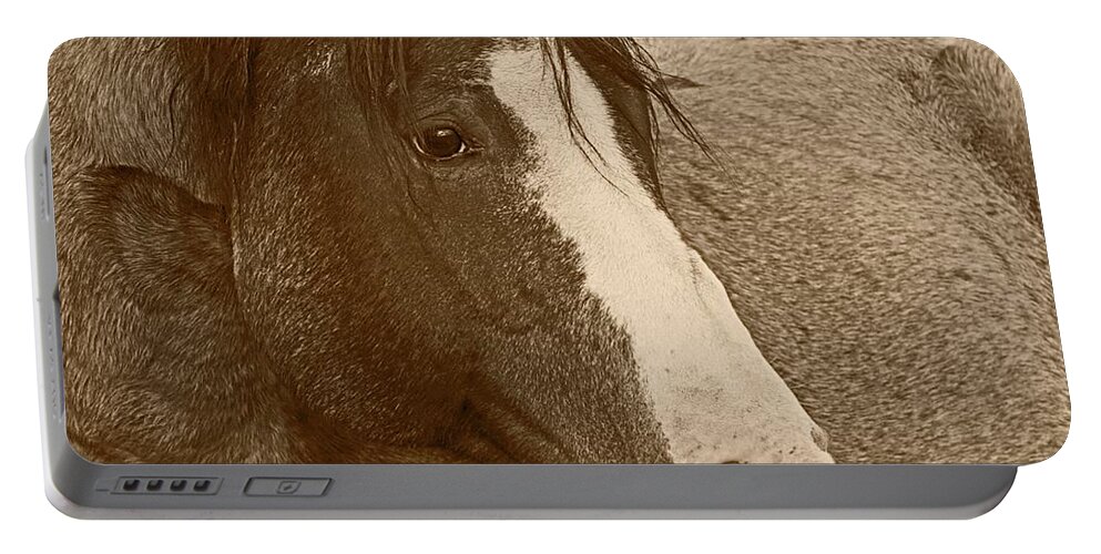 Horse Portable Battery Charger featuring the photograph Blaze N Gray by Amanda Smith