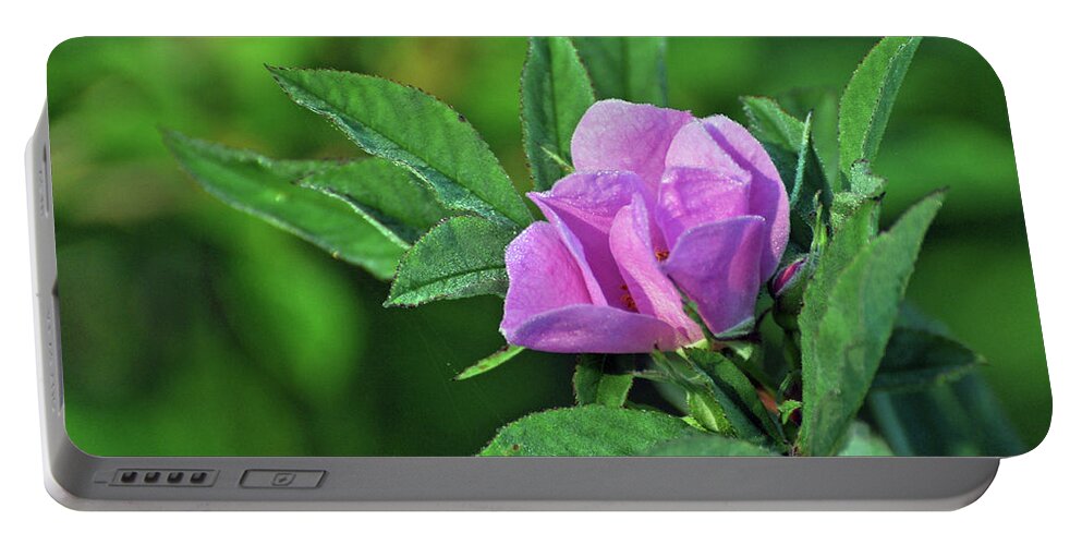 Rose Portable Battery Charger featuring the photograph Bloomin by Glenn Gordon