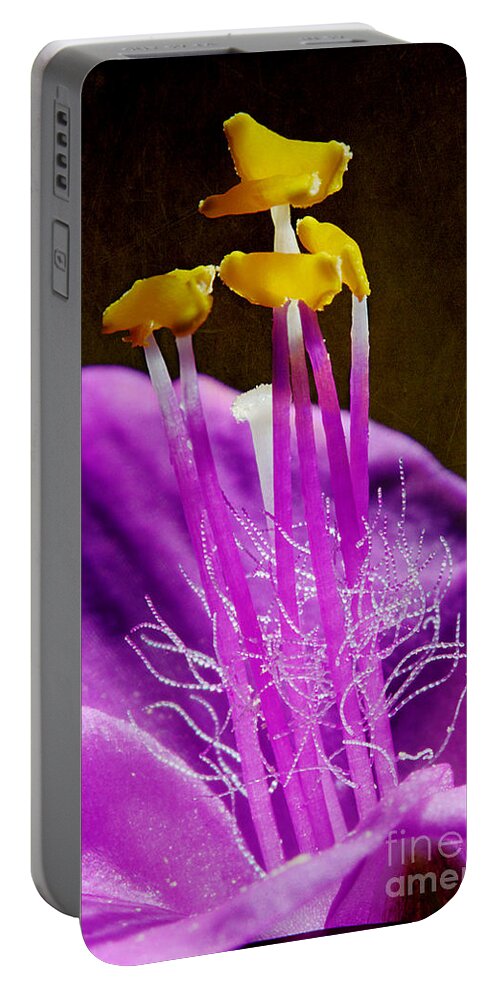 Purple Heart Flower Portable Battery Charger featuring the photograph Blooming Purple Heart by Michael Eingle