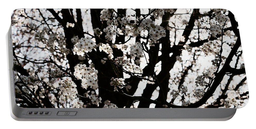Pear Blossoms Portable Battery Charger featuring the photograph Blossoms in Spring by Rachel Morrison
