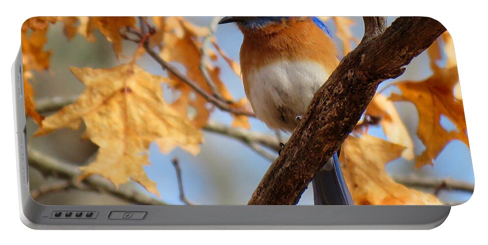 Blue Bird Portable Battery Charger featuring the photograph Blue Angel by Dianne Cowen Cape Cod Photography