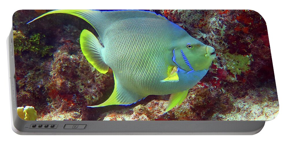 Underwater Portable Battery Charger featuring the photograph Blue Angelfish by Daryl Duda