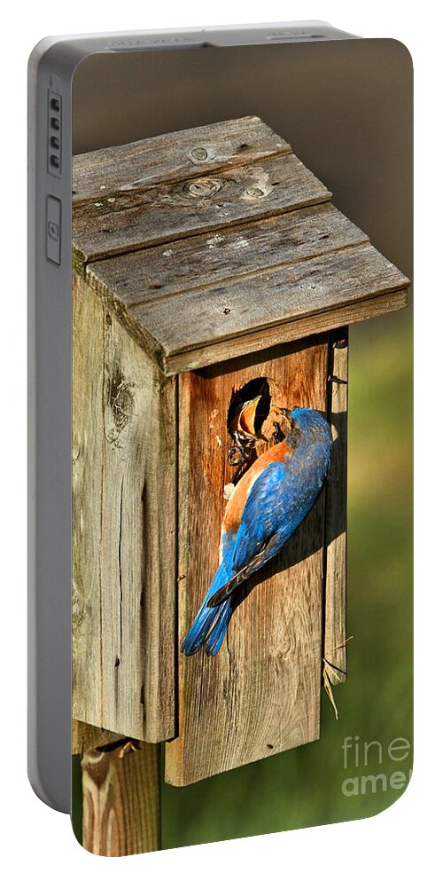 Bluebirds Portable Battery Charger featuring the photograph Bluebird Feeding Time by Adam Jewell