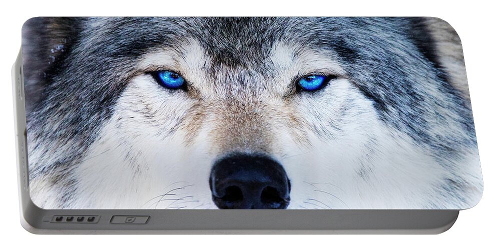 Blue Eyed Wolf Portable Battery Charger featuring the photograph Blue Eyed Wolf Portrait by Mircea Costina Photography