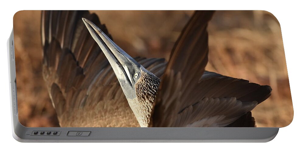 Blue-footed Booby Portable Battery Charger featuring the photograph Blue-footed Booby Display by Ben Foster